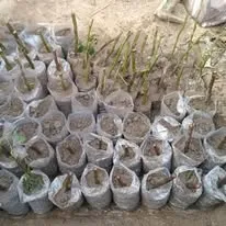 Green Seekers Activity